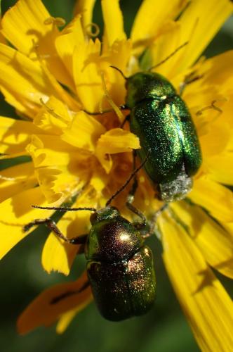 Cryptocephalus sp.